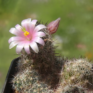 DSC06244Mammillaria sheldonii