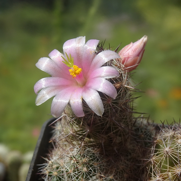 DSC06245Mammillaria sheldonii