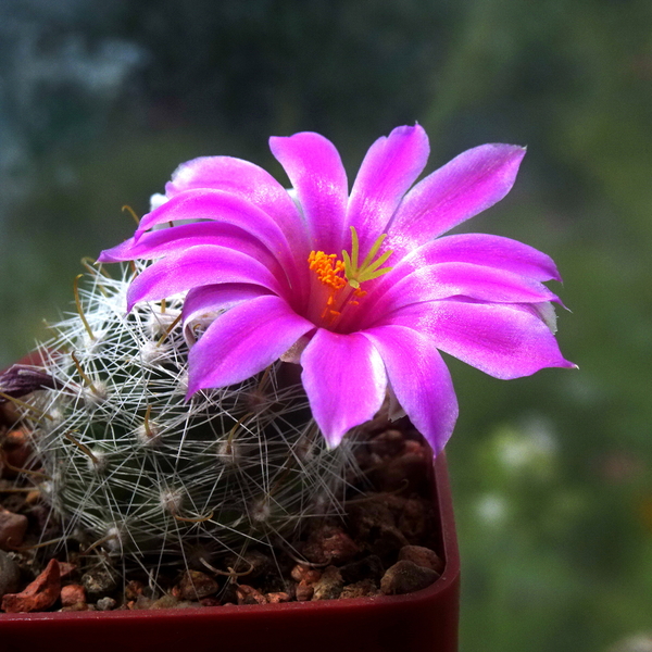 DSC06247Mammillaria boolii SB433