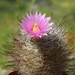 DSC06251Mammillaria wrightii