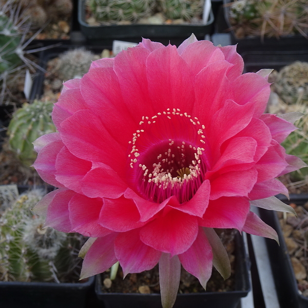 DSC06252Echinopsis Peace Eros