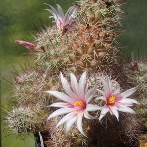 DSC06253Mammillaria fraileana