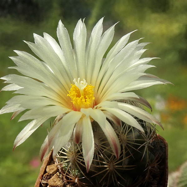 DSC06255Coryphantha cornifera