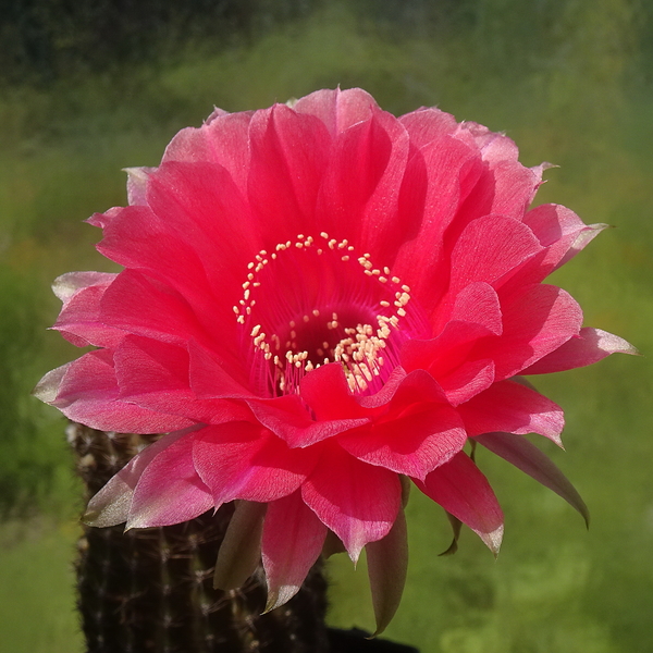 DSC06256Echinopsis Peace Eros