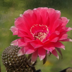 DSC06257Echinopsis Peace Eros