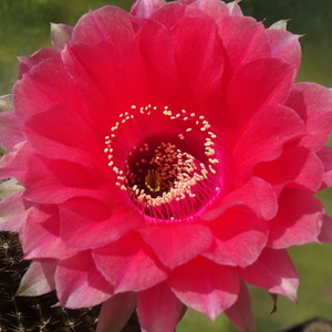 DSC06258Echinopsis Peace Eros