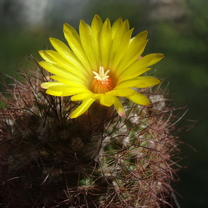 DSC06262Parodia sanagasta