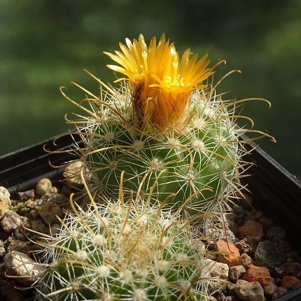 DSC06263Parodia hausteiniana