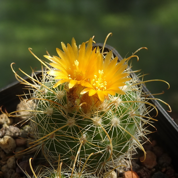 DSC06264Parodia hausteiniana