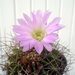 DSC06267Acanthocalycium violaceum