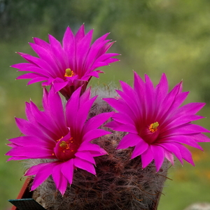 DSC06268Mammillaria guelzowiana var. robustior