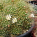 DSC06269Mammillaria wildii