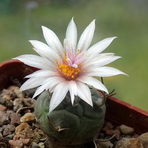 DSC06275Turbinicarpus macrochele GM 1099