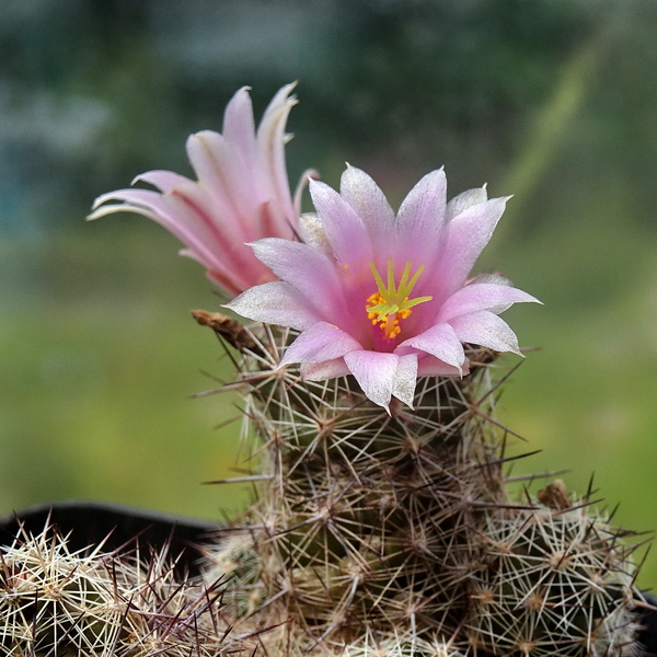 DSC06279Mammillaria sheldonii