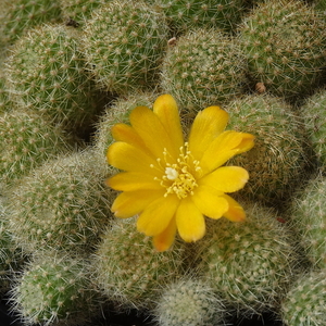 DSC06280Aylostera fabrisii v. aureiflora MN123