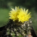 DSC06323Copiapoa esmeraldana