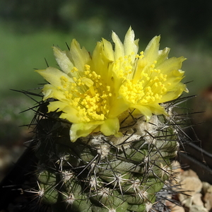 DSC06324Copiapoa esmeraldana