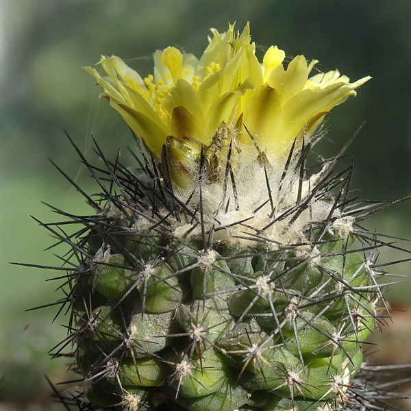 DSC06325Copiapoa esmeraldana