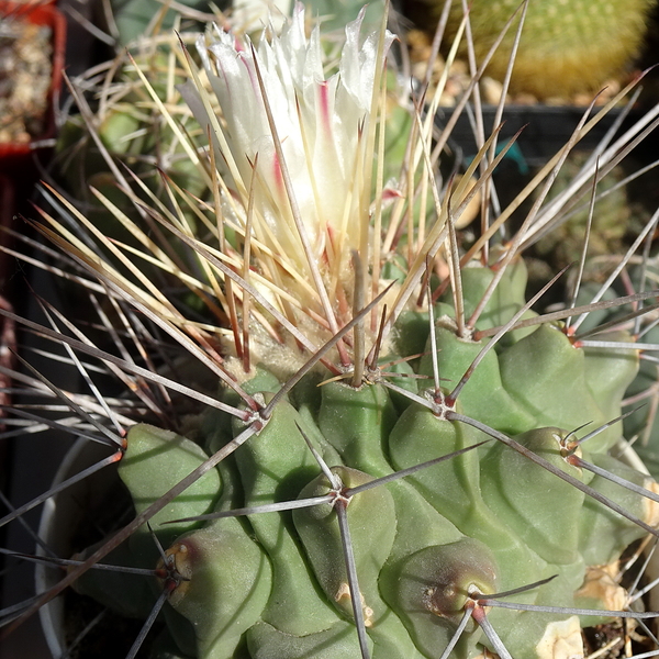 DSC06326Thelocactus rinconensis