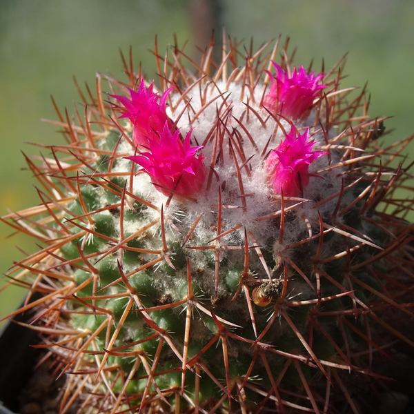 DSC06327Mammillaria polythele