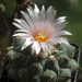 DSC06337Thelocactus rinconensis v. phymatothele