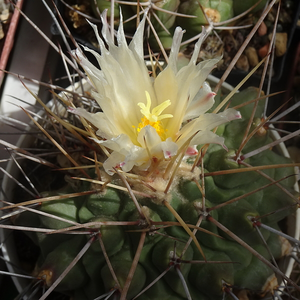 DSC06338Thelocactus rinconensis