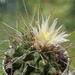 DSC06339Thelocactus rinconensis