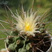 DSC06340Thelocactus rinconensis