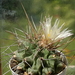 DSC06341Thelocactus rinconensis