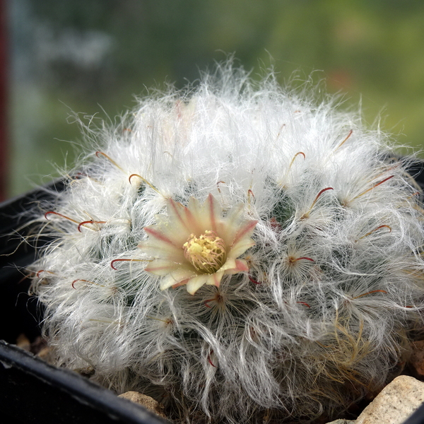 DSC06342Mammillaria bocasana multilanata