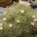 DSC06346Mammillaria wildii