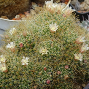 DSC06346Mammillaria wildii