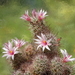 DSC06349Mammillaria fraileana