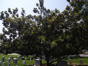 3 WSH2B Arlington Cemetary _0662