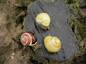 slakken bij regenweer