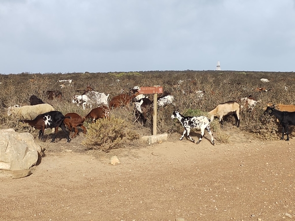 intersoc rota vicentina wandelvakantie portugal reisduiveltje