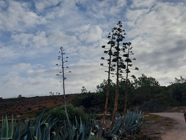 intersoc rota vicentina wandelvakantie portugal reisduiveltje