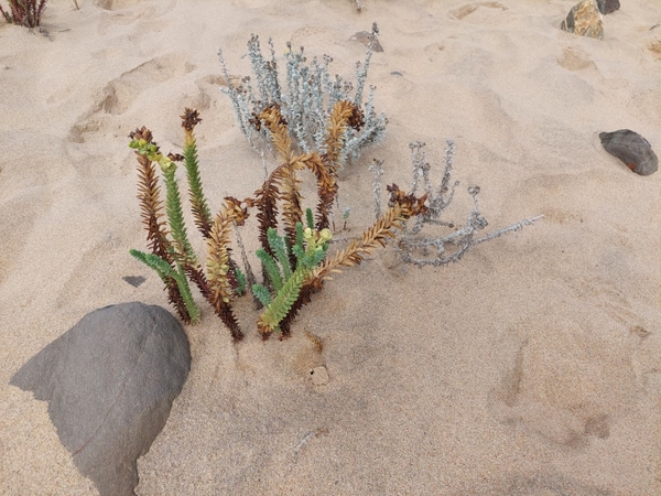 intersoc rota vicentina wandelvakantie portugal reisduiveltje