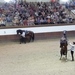 1D Jerez, paardenstoeterij, show _3330