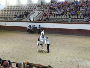1D Jerez, paardenstoeterij, show _3358