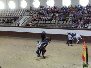 1D Jerez, paardenstoeterij, show _3550