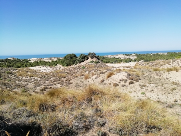 3 Donana natuurpark   _1424