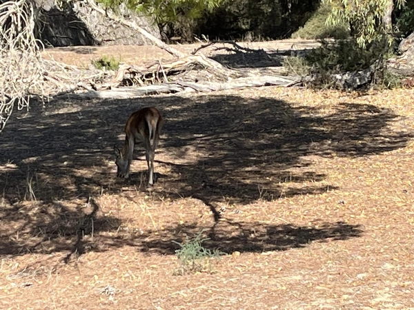 3 Donana natuurpark   _61699_n (1)