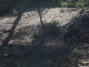 3 Donana natuurpark   _DSC00144