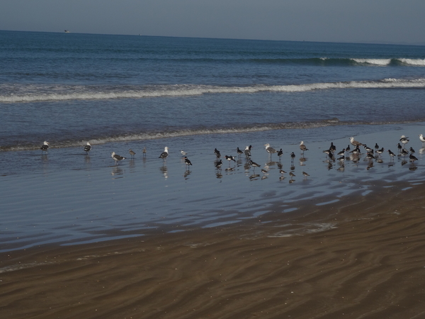 3 Donana natuurpark   _DSC00153