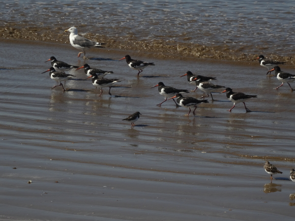 3 Donana natuurpark   _DSC00157