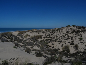 3 Donana natuurpark   _DSC00161