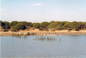 3 Donana natuurpark