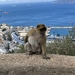 4 Gibraltar _22883_n