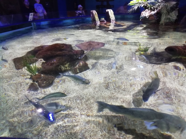 6A Benalmadena, sealive _4022